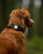 Orbiloc Dog Dual LED lučka - več barv - S psom na pot