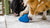 Ruffwear Gnawt-a-Cone™ interaktivna igrača – Blue Pool - S psom na pot